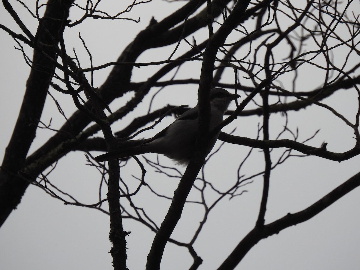 Northern Shrike - Andrew Sidelinger