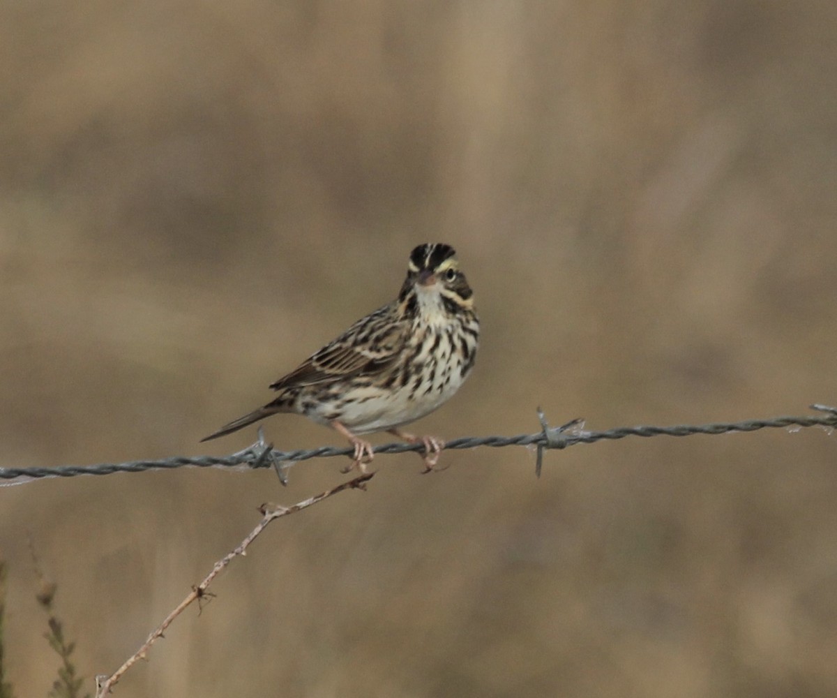 Savannah Sparrow - Ronald Goddard