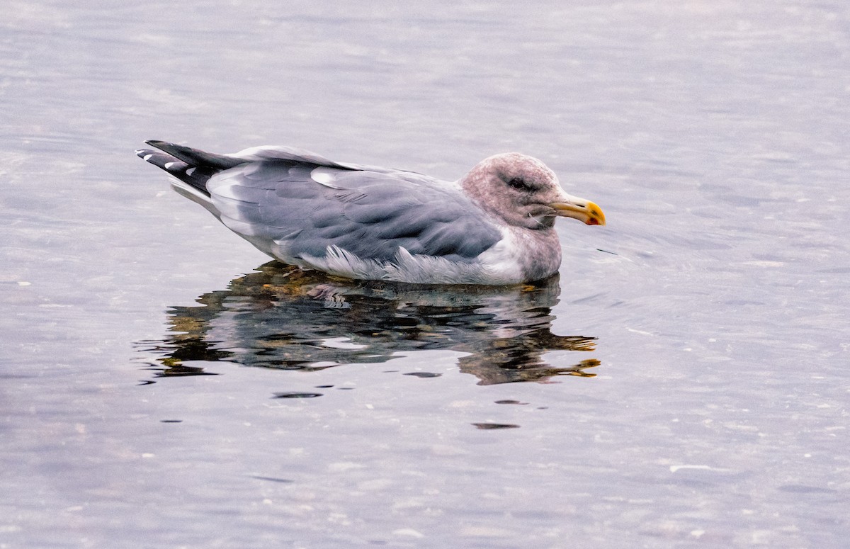 Western x Glaucous-winged Gull (hybrid) - ML400795701