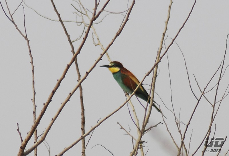 Abejaruco Europeo - ML40079661