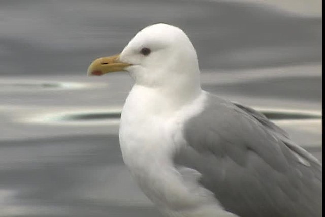 Iceland Gull (Thayer's) - ML400797