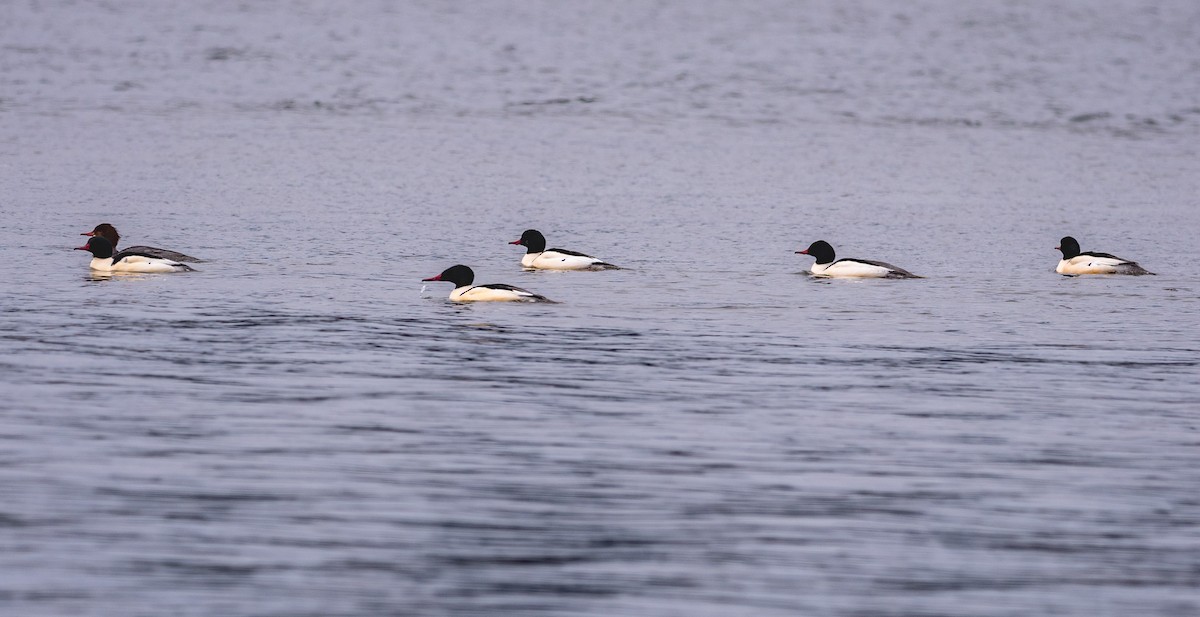 Common Merganser - ML400797381