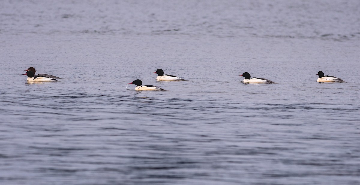 Common Merganser - Gordon Hart