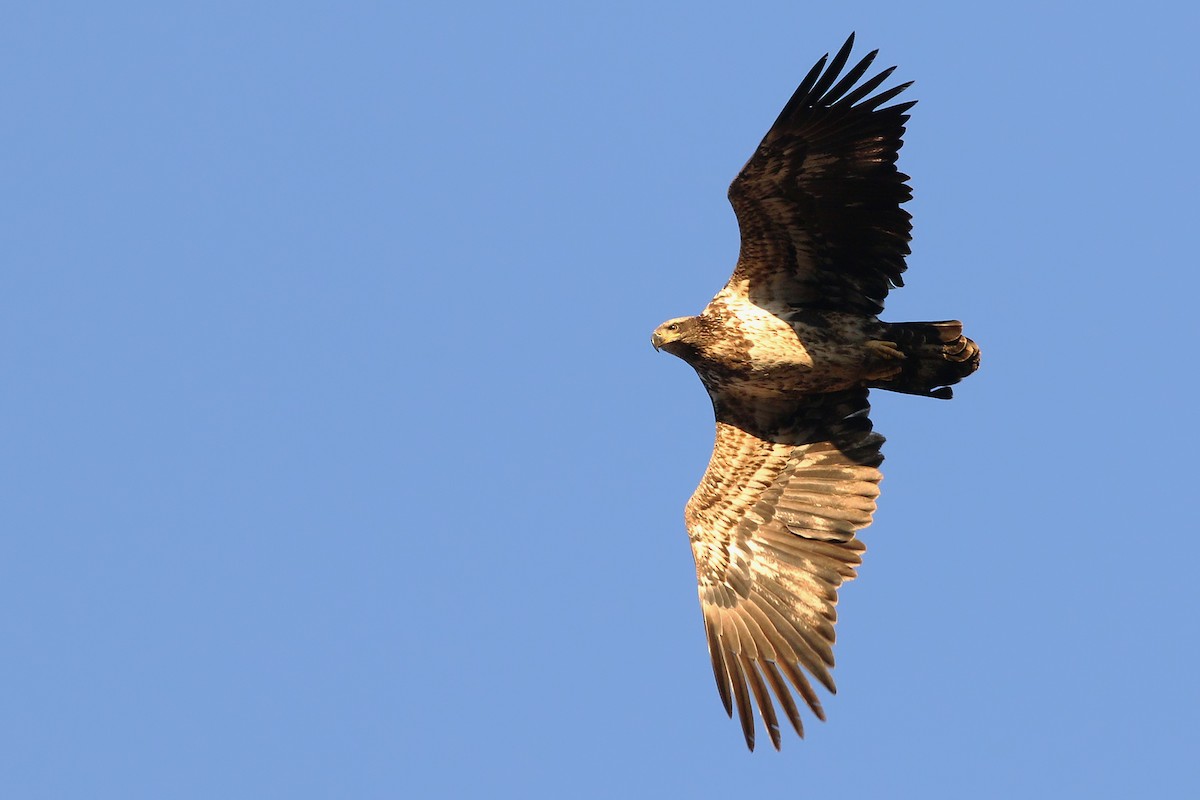 Bald Eagle - ML400797931