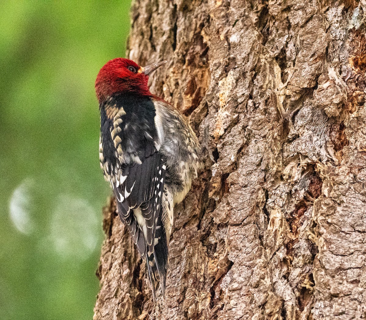 Red-breasted Sapsucker - ML400798251