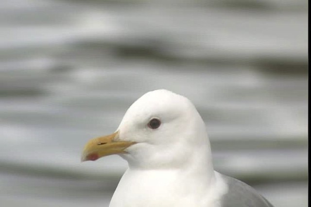 Iceland Gull (Thayer's) - ML400799