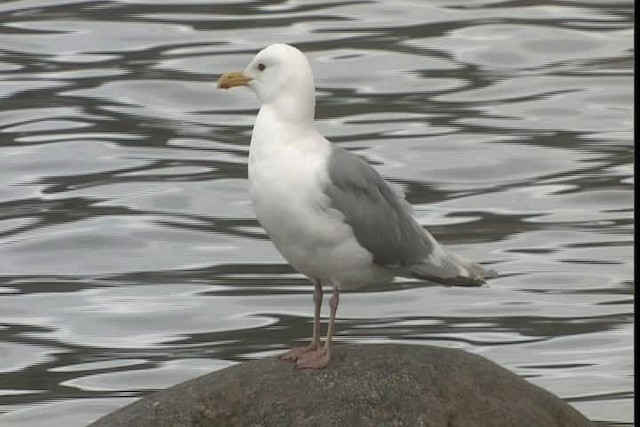 Iceland Gull (Thayer's) - ML400800