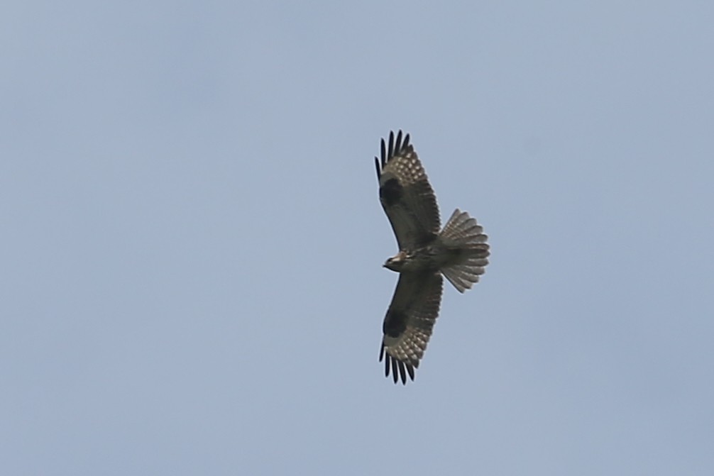 Eastern Buzzard - ML40080001