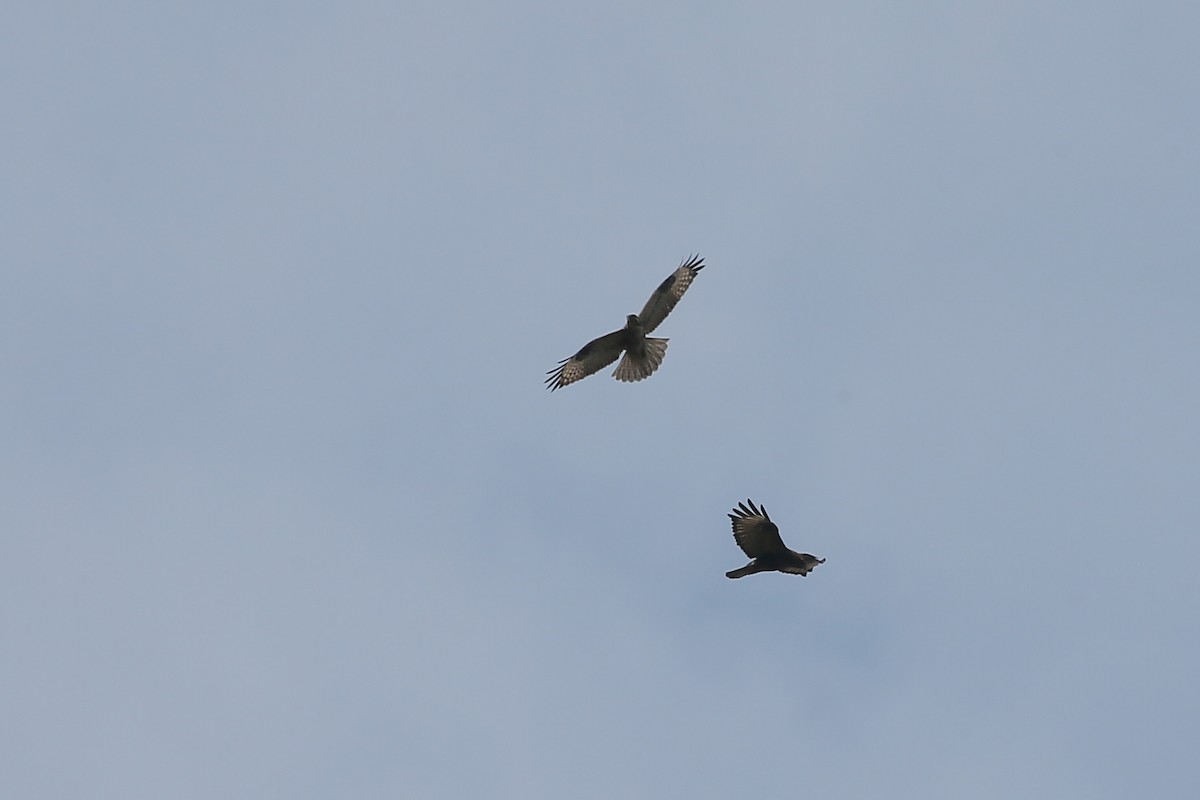 Eastern Buzzard - ML40080011