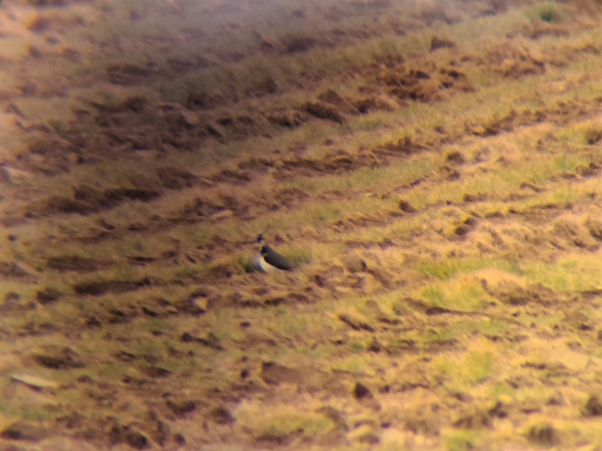 小辮鴴 - ML400800131