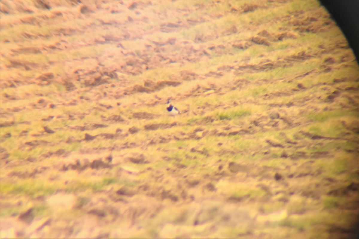 小辮鴴 - ML400800201