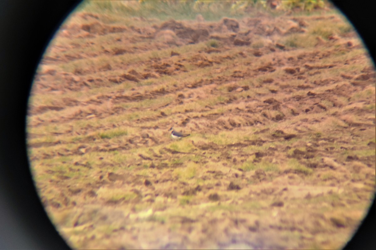 小辮鴴 - ML400800261