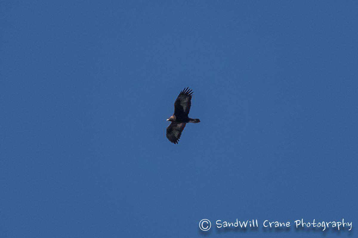 Águila Real - ML400800411