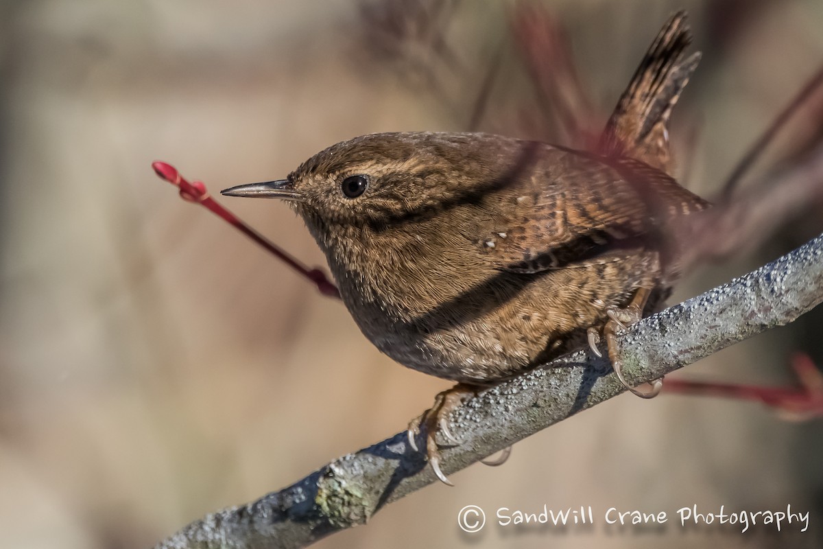 Pacific Wren - ML400800471