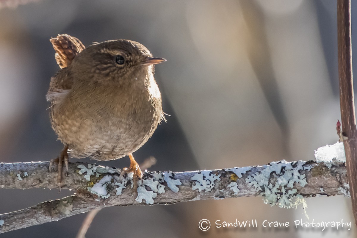 Pacific Wren - ML400800481