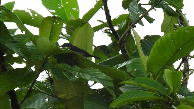 Sulphur-rumped Tanager - ML400800671