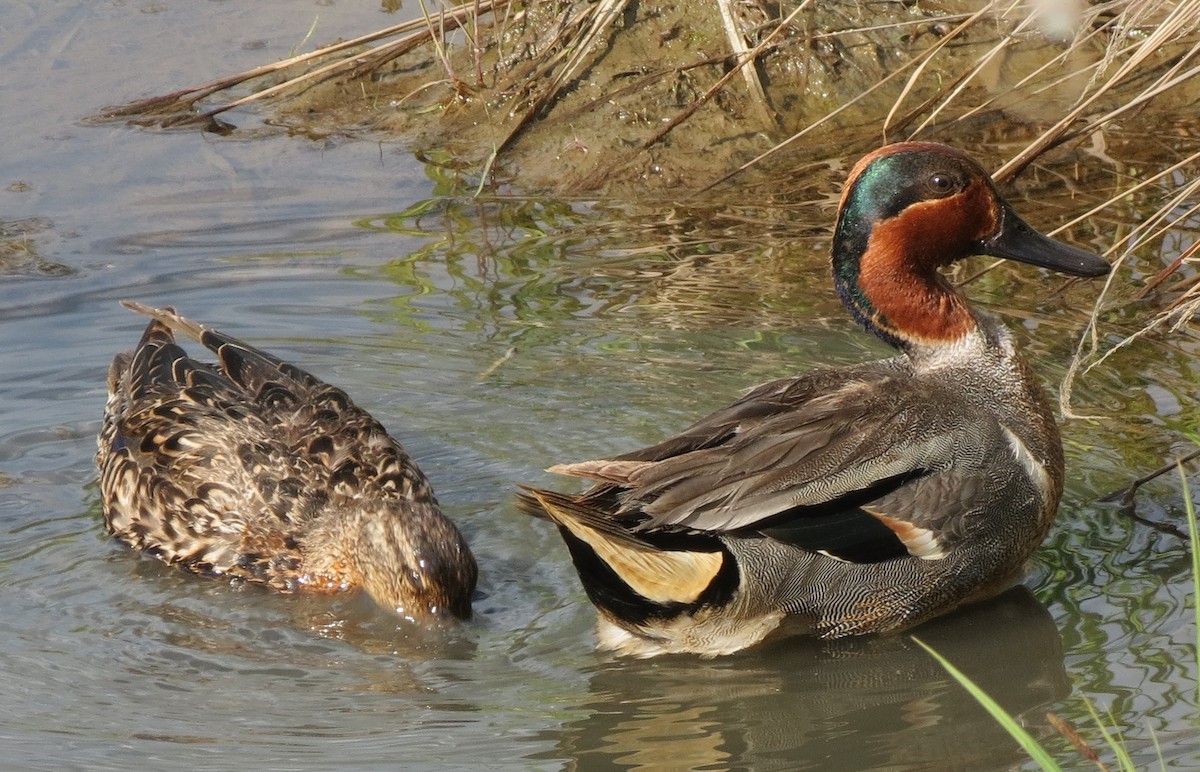 Green-winged Teal - Jan Thom