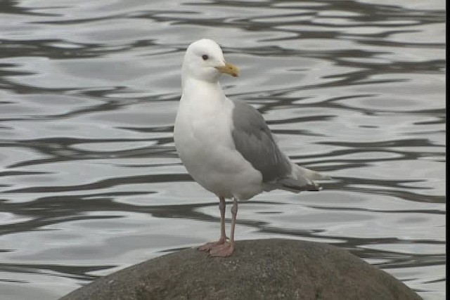 Iceland Gull (Thayer's) - ML400801