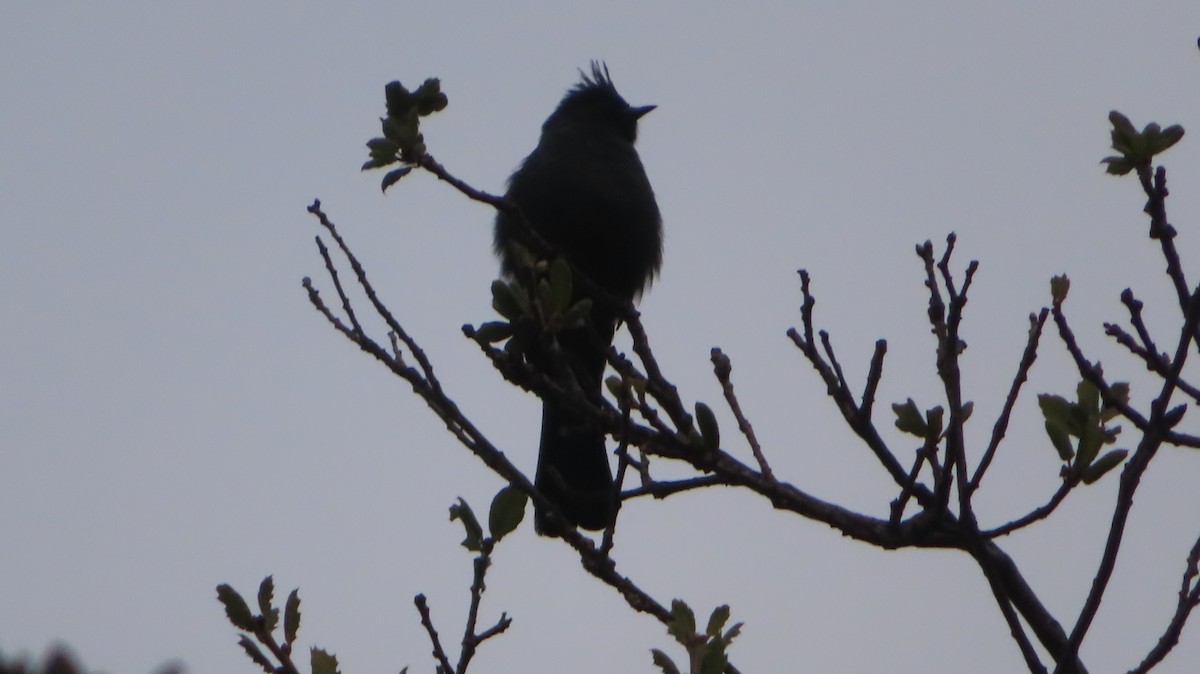 Phainopepla - ML400801011