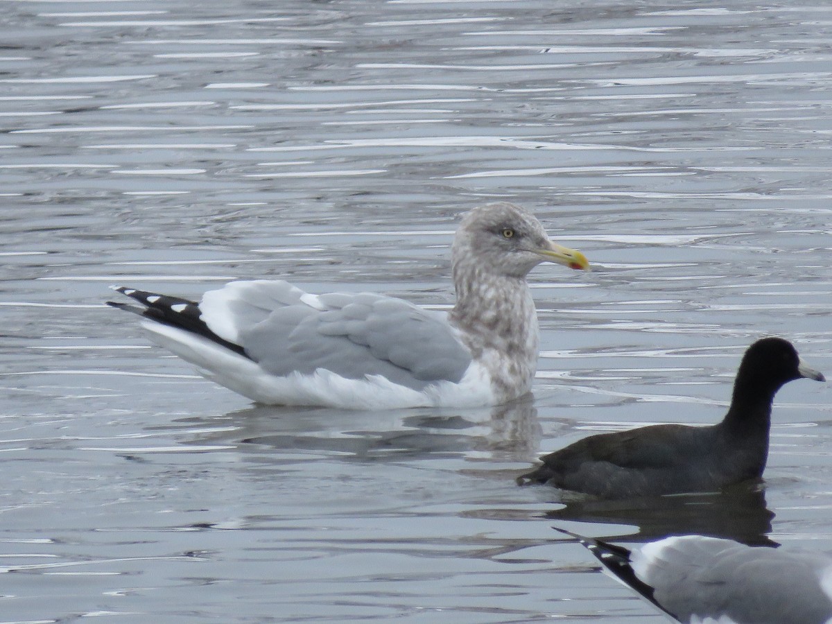 gråmåke (smithsonianus) (amerikagråmåke) - ML400802161