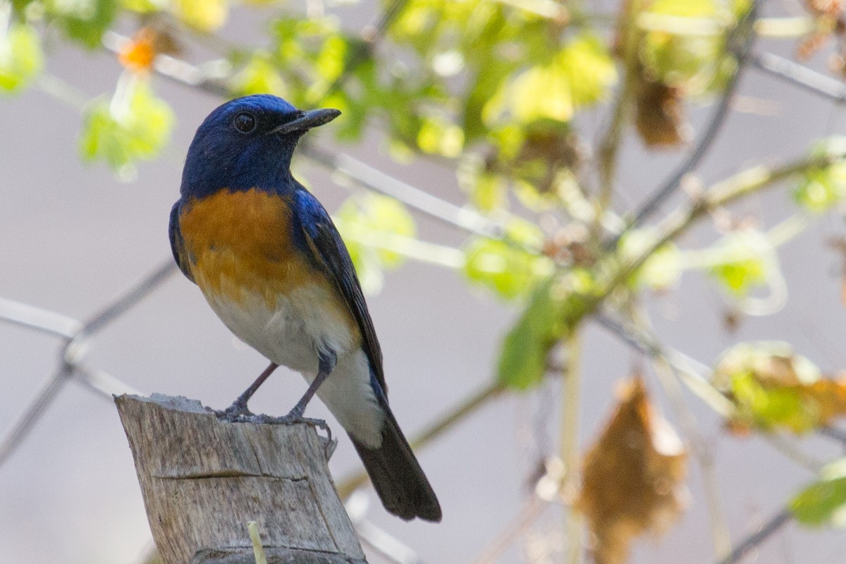 Papamoscas Gorjiazul - ML40080221