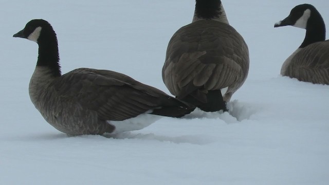 Cackling Goose (Taverner's) - ML400802841