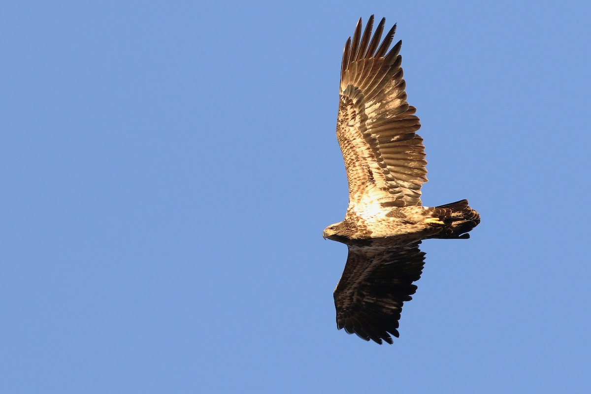 Bald Eagle - ML400803581