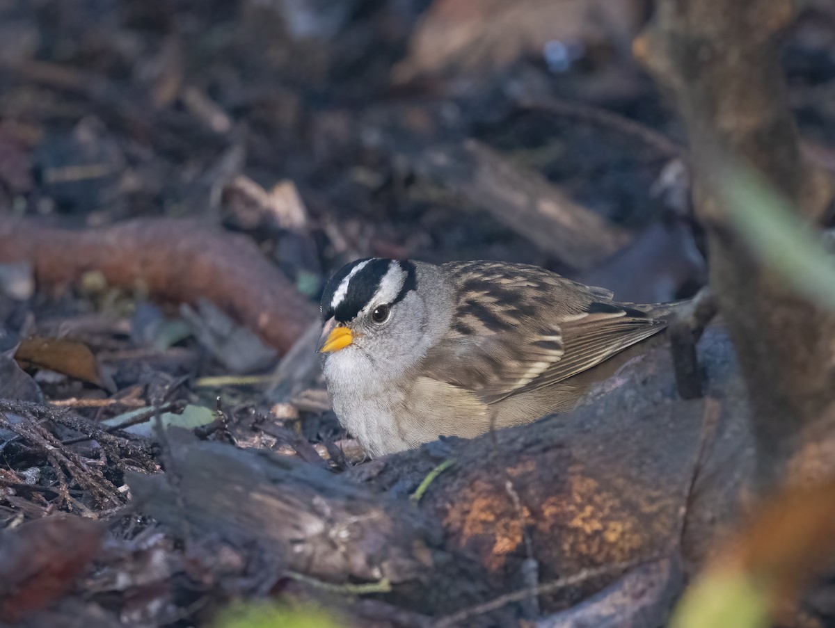 White-crowned Sparrow - Kalpesh Krishna