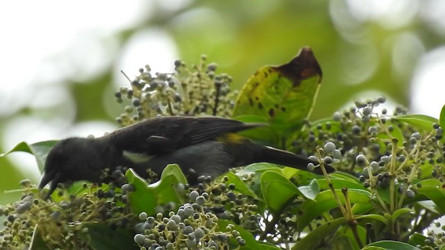 Sulphur-rumped Tanager - ML400805071