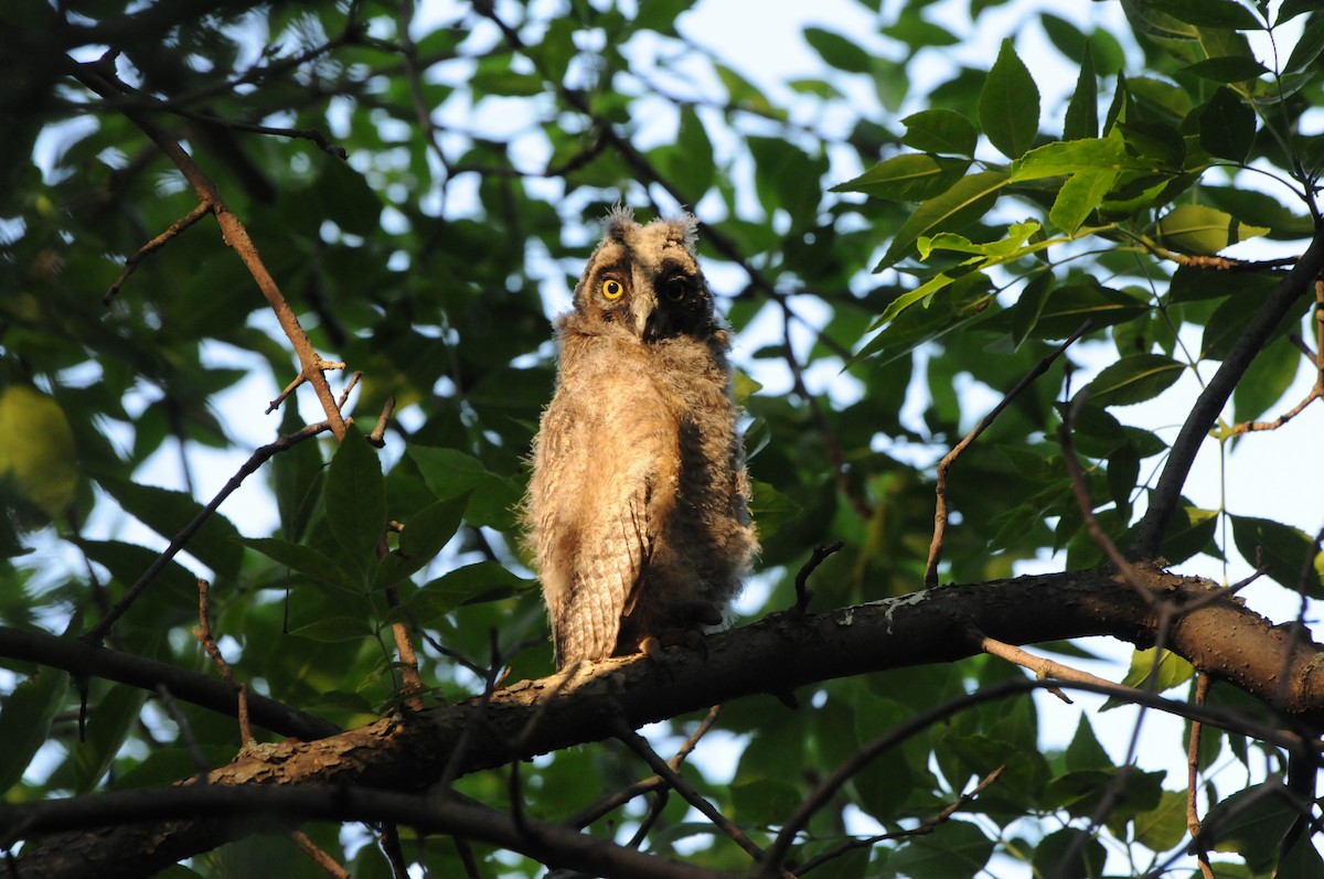 Long-eared Owl - ML400805141