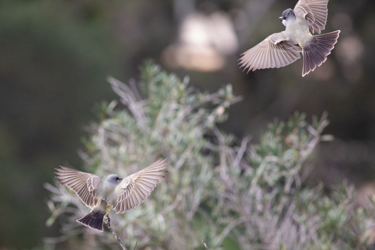 Cassin's Kingbird - Nathan French