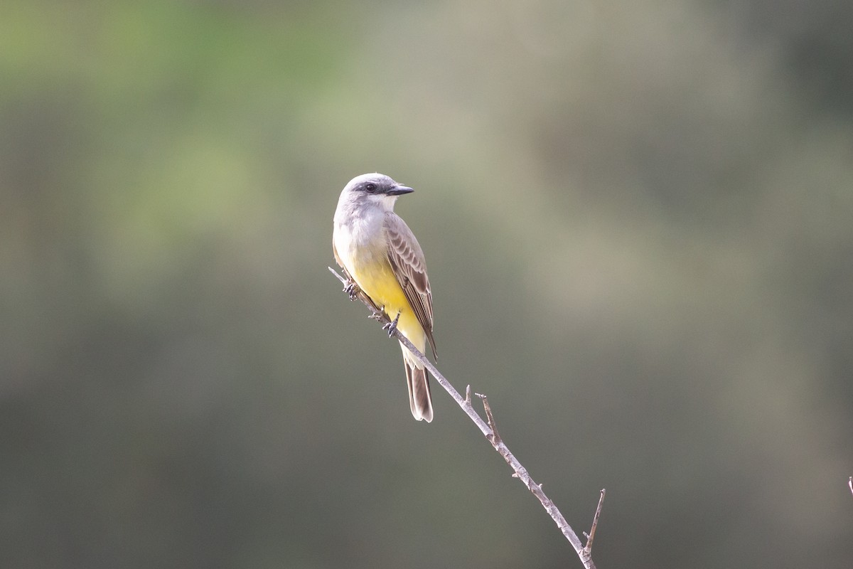 Cassin's Kingbird - Nathan French