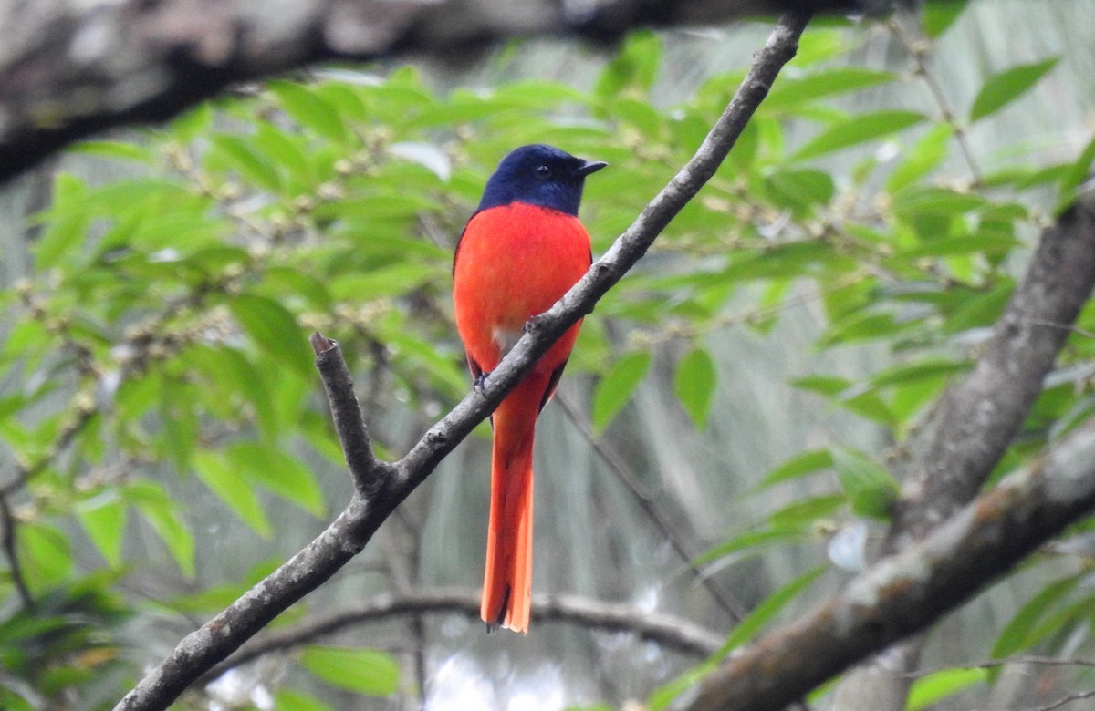 Short-billed Minivet - ML40080651