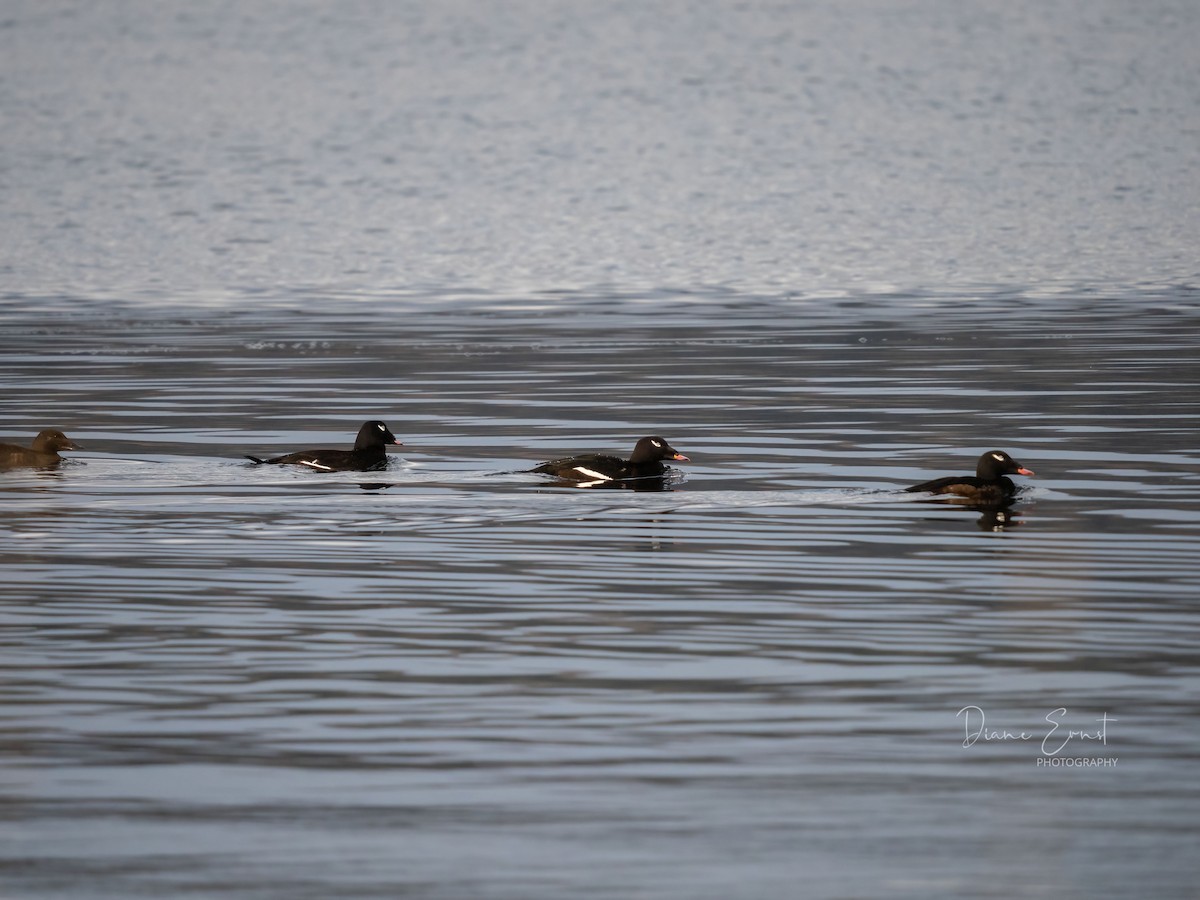 White-winged Scoter - Diane Ernst