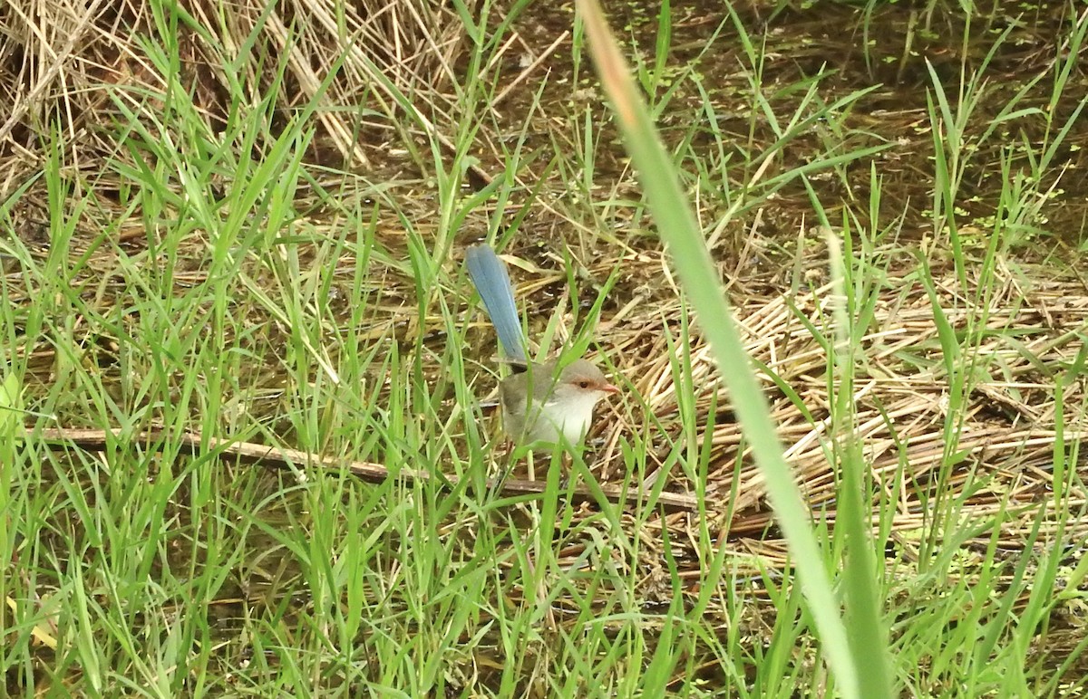 Splendid Fairywren - ML40080801