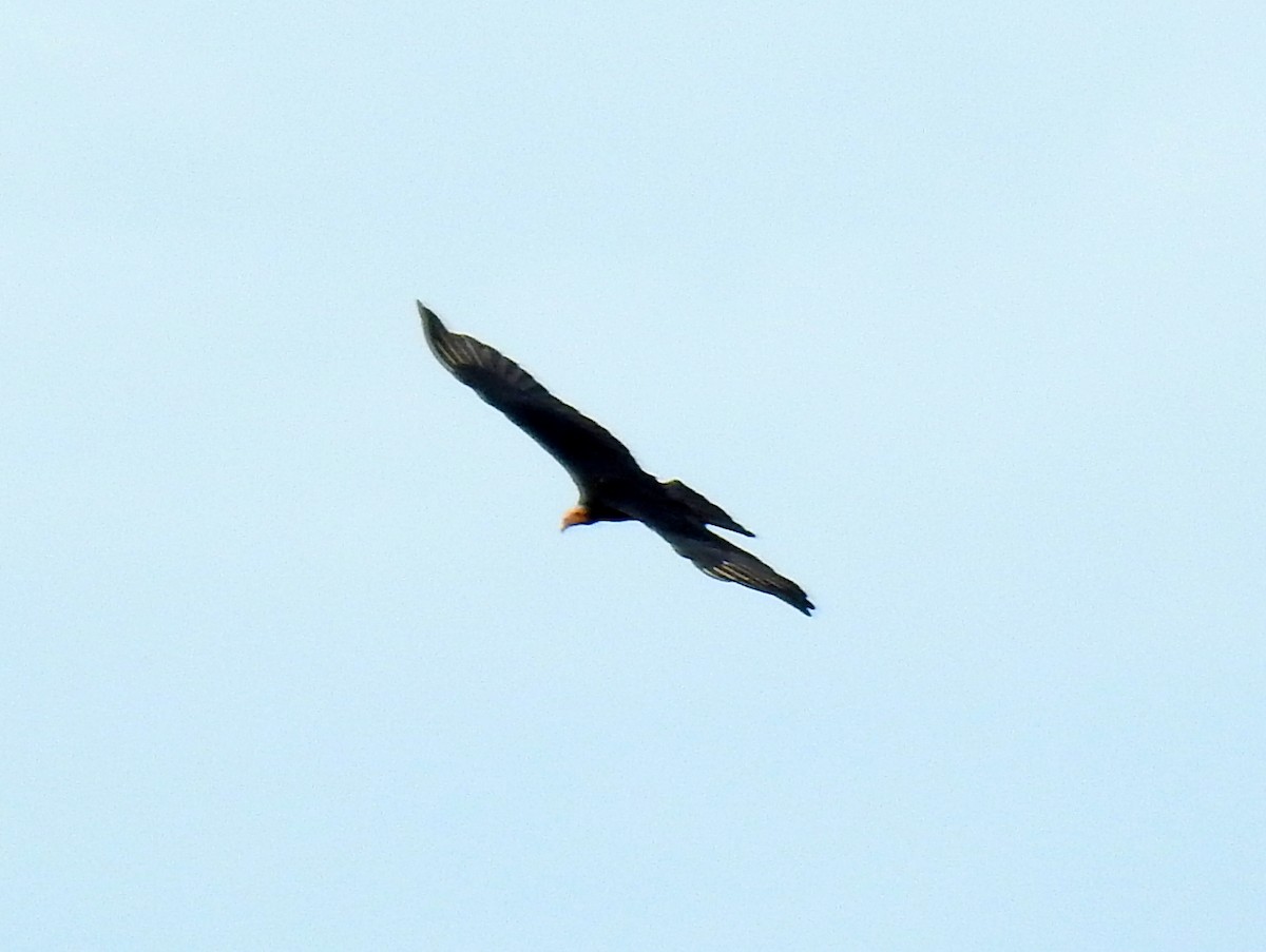 Greater Yellow-headed Vulture - ML400809421