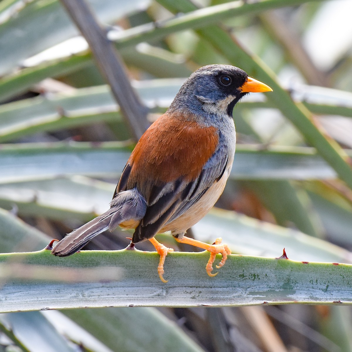 Buff-bridled Inca-Finch - ML400809871