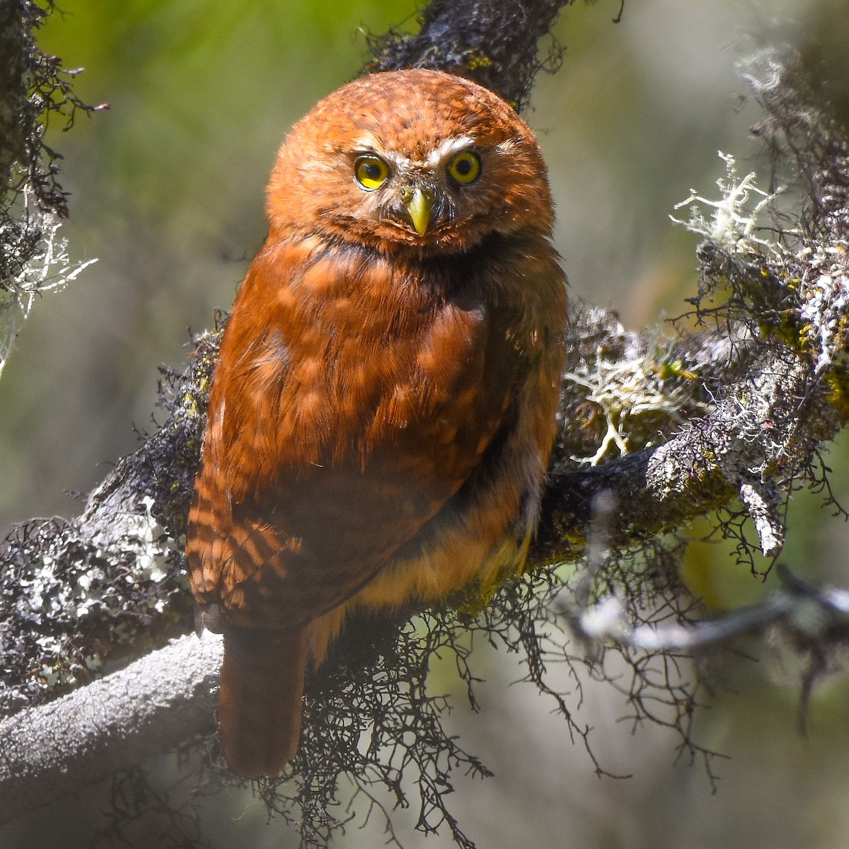 Yungas Pygmy-Owl - ML400810761