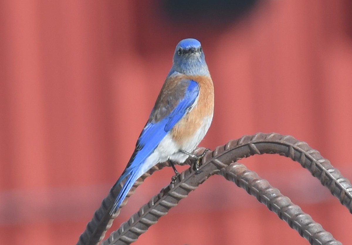 Western Bluebird - Brent Farnsworth
