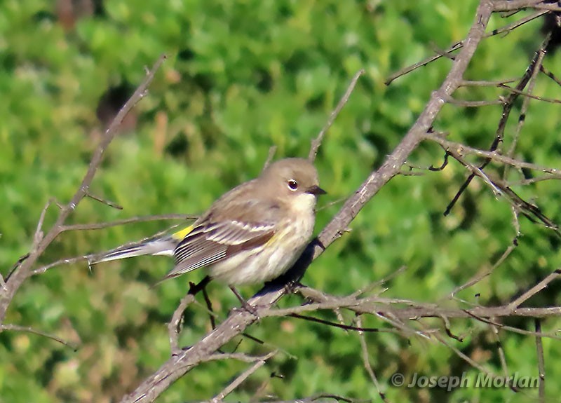 Yellow-rumped Warbler - ML400811061