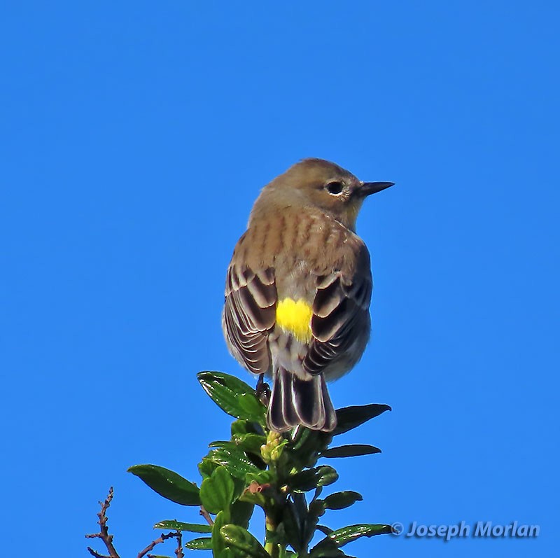 Yellow-rumped Warbler - ML400811071