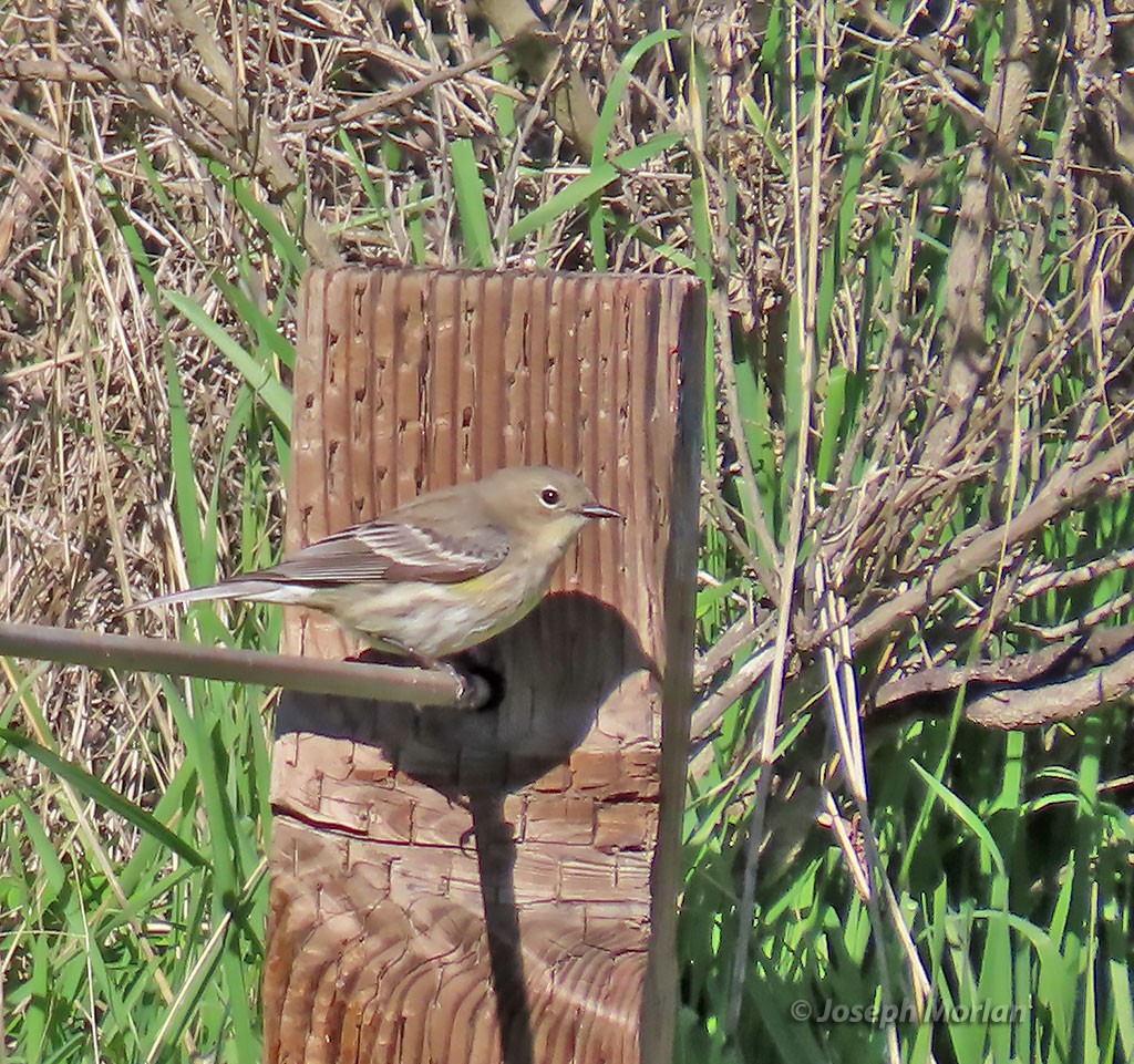 Yellow-rumped Warbler - ML400811091