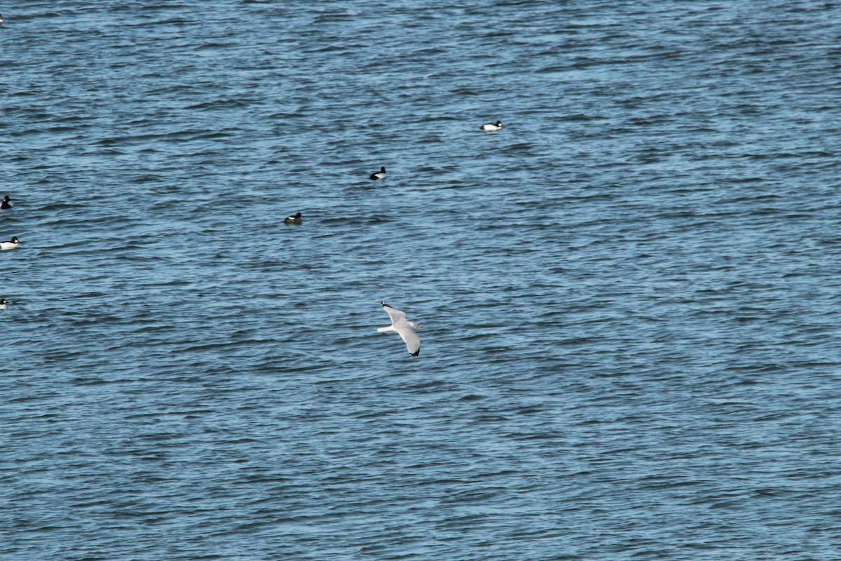 Ring-billed Gull - ML400811311