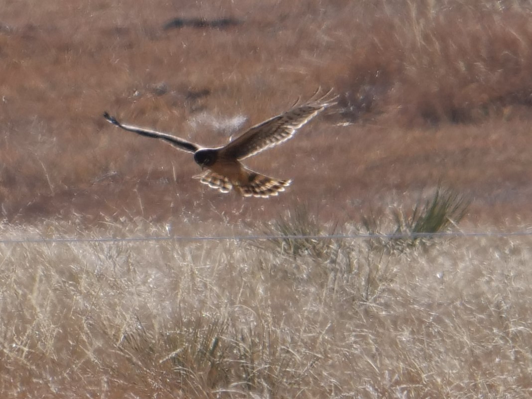 Northern Harrier - ML400811941