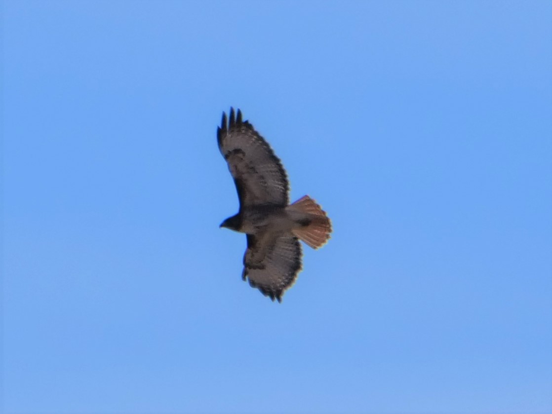 Red-tailed Hawk - ML400812021