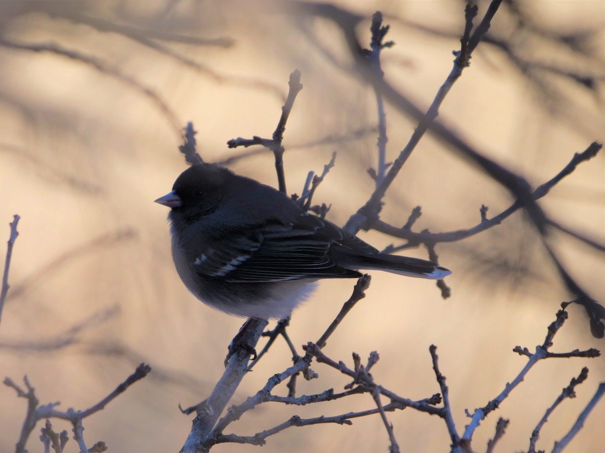 Dark-eyed Junco (White-winged) - ML400812121
