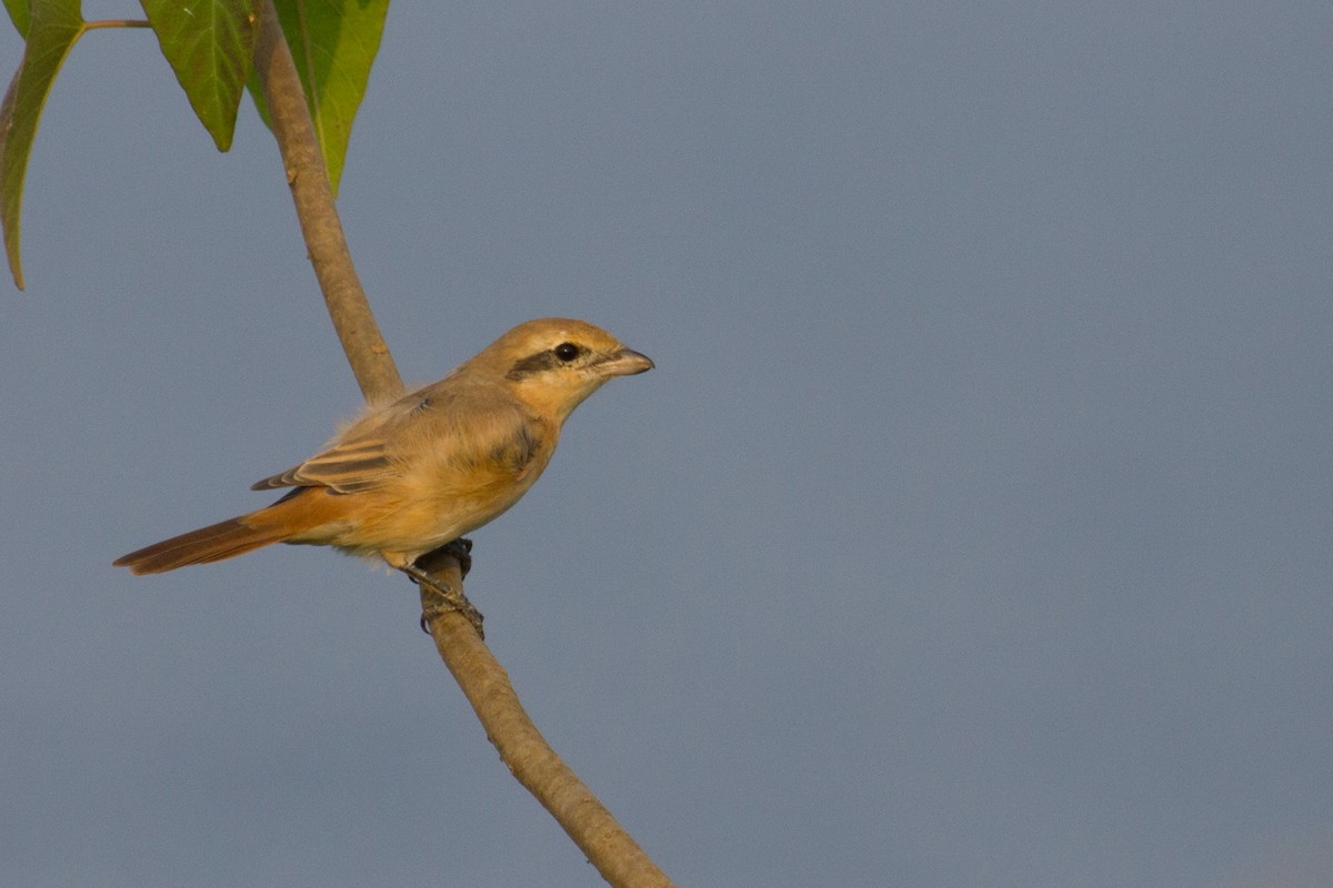 Alcaudón Isabel - ML40081441