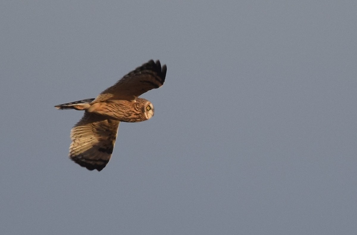 Short-eared Owl - ML40081451