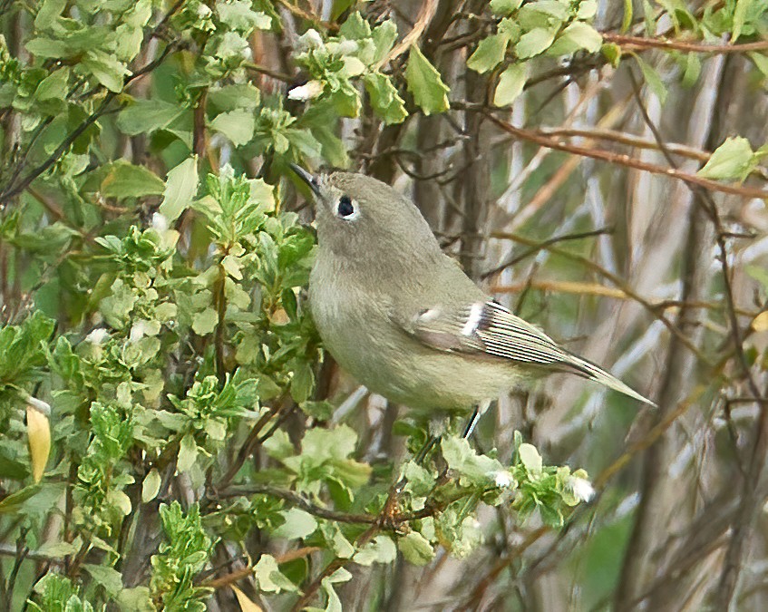 Ruby-crowned Kinglet - ML400815441