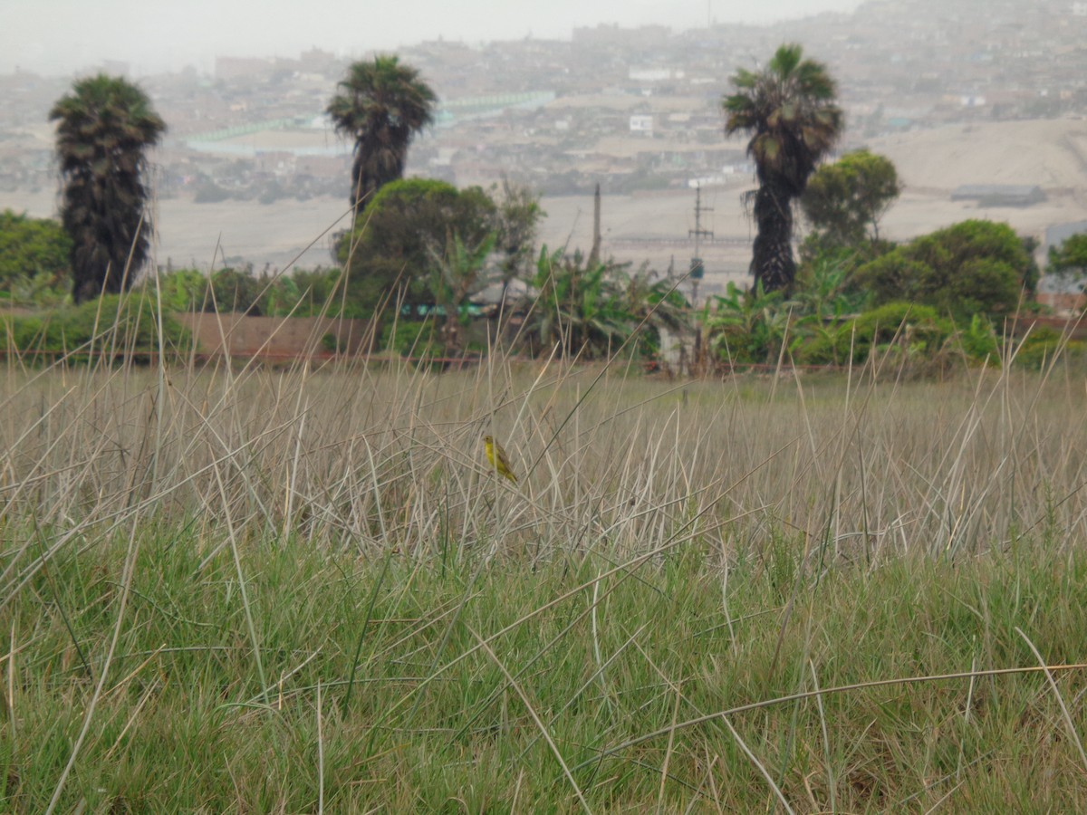 Grassland Yellow-Finch - ML400817671